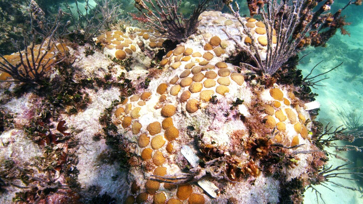 Florida-Sea-Base-1